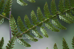 Microlepia speluncae